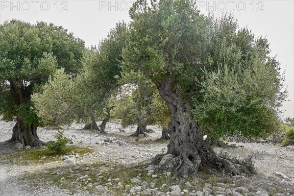 Old, gnarled olive trees in the olive grove of Lun, Vrtovi Lunjskih Maslina, Wild olive (Olea Oleaster linea), olive grove with centuries-old wild olive trees, nature reserve, Lun, island of Pag, Croatia, Europe