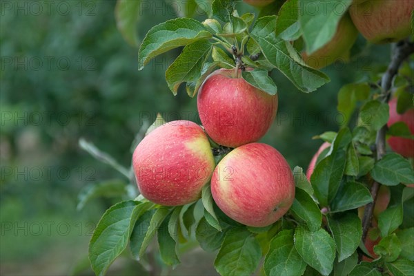 Apple (Malus domestica 'Pinova'), Bundessorteamt, testing centre Wurzen, Wurzen, 81