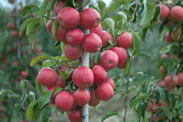 Apple (Malus domestica EVELINA), Bundessorteamt, testing centre Wurzen, Wurzen, 81