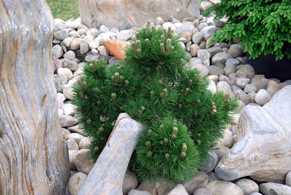 Pinus leucodermis 'Compact Gem'