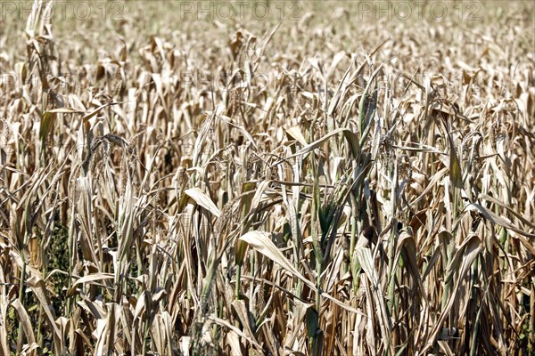 Dried maize plants in a field in Schoenwald in Brandenburg, 16/08/2018