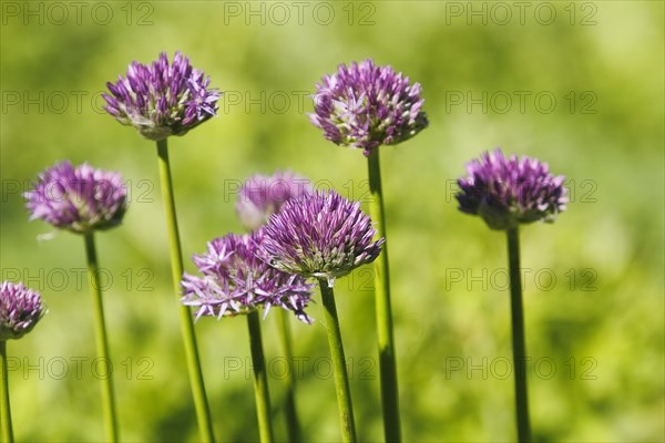 (Allium), inflorescence, North Rhine-Westphalia, Germany, Europe