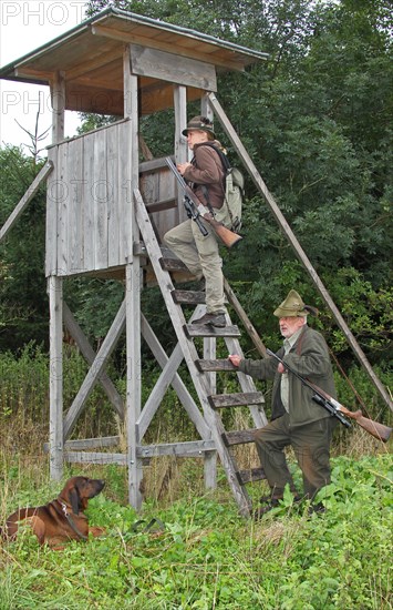 Huntsman and huntress climb onto a high seat, hunting dog Bavarian Mountain Hound laid down, Allgaeu, Bavaria, Germany, Europe