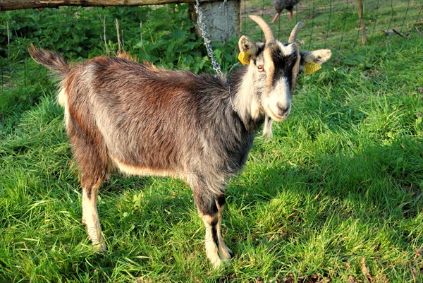 A brown and white goat standing in a grassy field, secured to a fence, in daylight