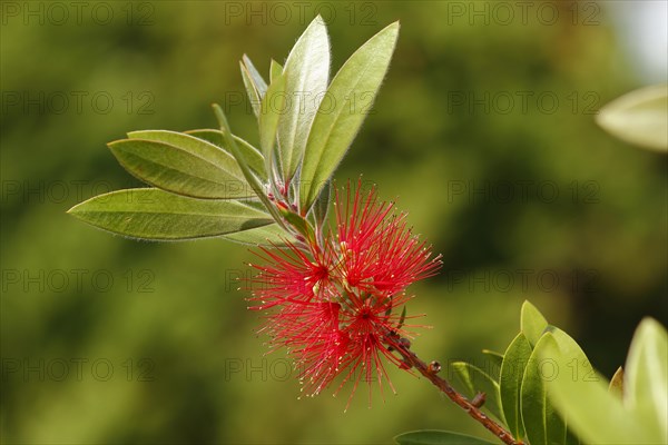 Scarlet bottlebrush (Callistemon citrinus), inflorescence, North Rhine-Westphalia, Germany, Europe