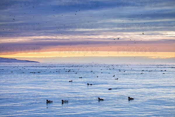Thick-billed murres, Bruennich's guillemots (Uria lomvia) flock swimming in Arctic sea at sunset in summer, Hinlopen Strait, Svalbard, Spitsbergen