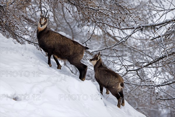 Alpine chamois (Rupicapra rupicapra) female with kid, young foraging under larch trees on mountain slope in the snow in winter in the European Alps