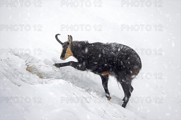 Alpine chamois (Rupicapra rupicapra) solitary male foraging on mountain slope during snow shower in winter in the European Alps