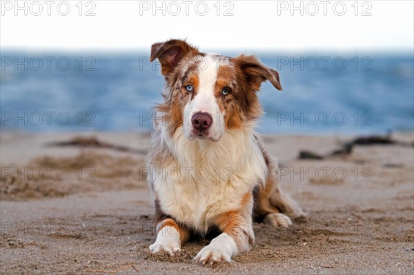 Australian Shepherd, Aussie, breed of herding dog from the United States, lying on sandy beach