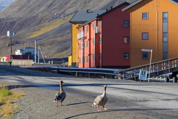 Pink-footed geese (Anser brachyrhynchus) walking through the town Longyearbyen in summer, Svalbard, Spitsbergen