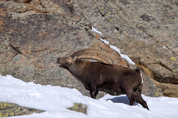 Alpine ibex (Capra ibex) male scratching back with big horns on rocky mountain slope in the snow in winter in the European Alps