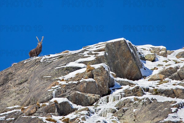 Alpine ibex (Capra ibex) male with large horns on rocky mountain ridge on a day with clear blue sky in winter in the European Alps