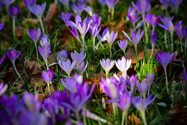 Purple crocuses (Crocus) in bloom in a park in Bavaria, Germany, Europe