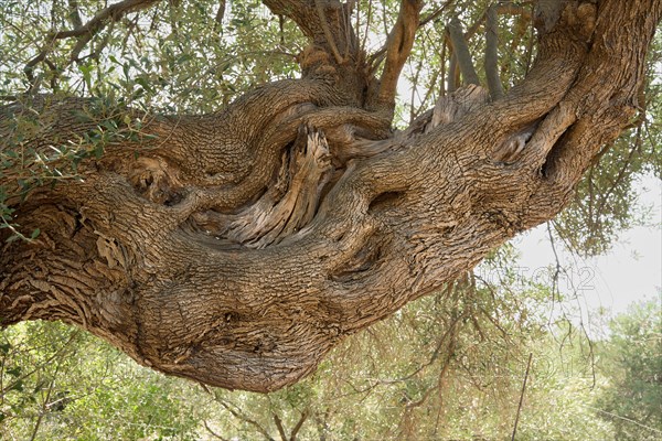 Old, gnarled olive tree in the olive grove of Lun, side branch, Vrtovi Lunjskih Maslina, wild olive (Olea Oleaster linea), olive orchard with centuries-old wild olive trees, nature reserve, Lun, island of Pag, Croatia, Europe