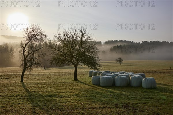 Landscape in the Black Forest in foggy backlight with meadow, winter trees, hay rolls, hills and forest near Hofstetten, Ortenaukreis, Baden-Wuerttemberg, Germany, Europe