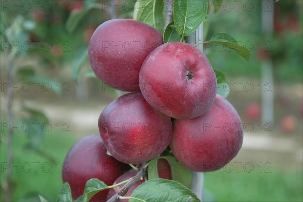 Apple (Malus domestica 'Enterprise'), Bundessorteamt, testing centre Wurzen, Wurzen, 81