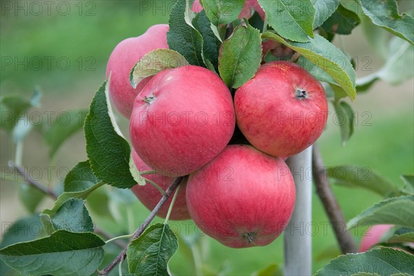 Apple (Malus domestica 'Regia'), Bundessorteamt, testing centre Wurzen, Wurzen, 81