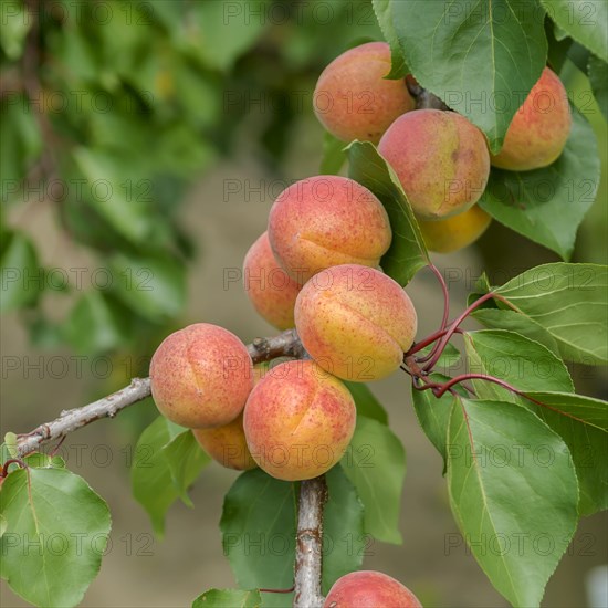 Apricot (Prunus armeniaca 'Bergeron'), Bundessorteamt, Marquardt testing centre, Marquardt, Brandenburg, Germany, Europe