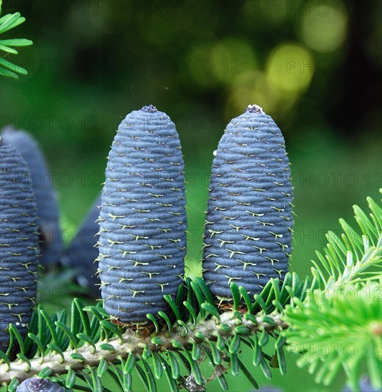 Abies koreana