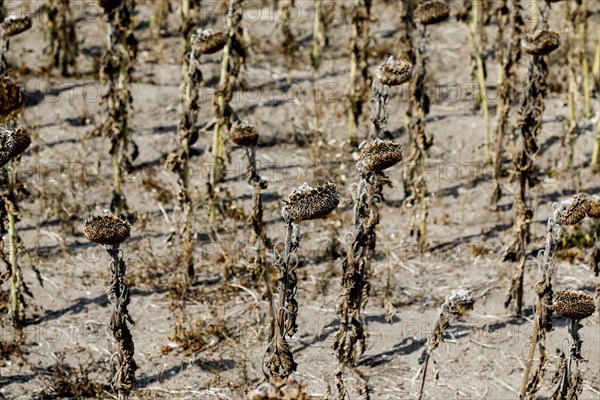 Dried sunflowers in a field in Schoenwald in Brandenburg, 16/08/2018