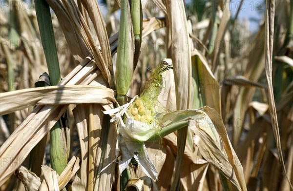 Dried maize plants in a field in Schoenwald in Brandenburg, 16/08/2018