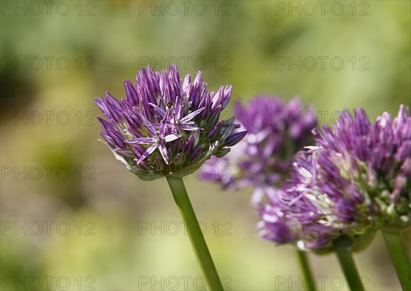 (Allium), inflorescence, North Rhine-Westphalia, Germany, Europe