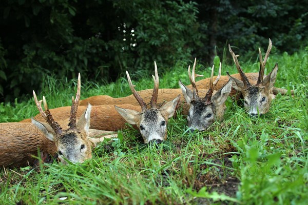 European roe deer (Capreolus capreolus) shot, mature, five-year-old bucks, Lower Austria, Austria, Europe