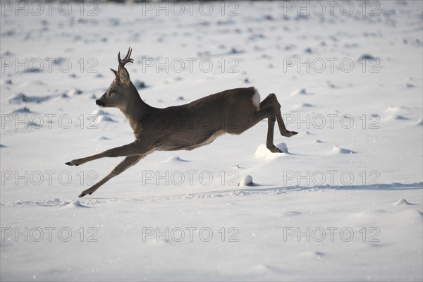 European roe deer (Capreolus capreolus) buck in winter coat and six-point antlers jumping across a snowy meadow, Lower Austria, Austria, Europe