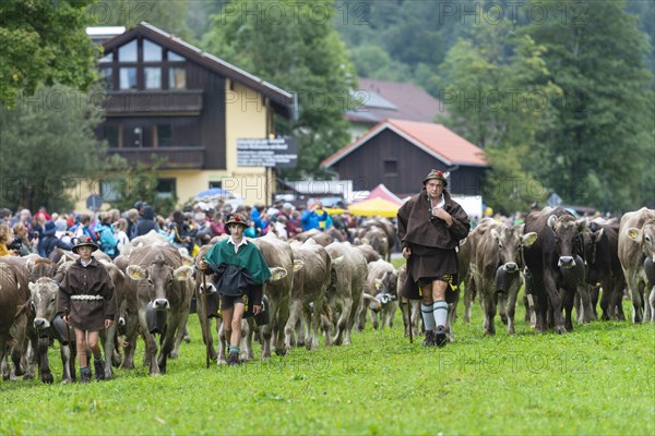 Viehscheid, Bad Hindelang, Oberallgaeu, Bavaria, Germany, Europe