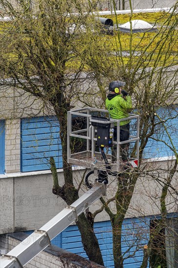 Tree care with working platform, Kempten, Allgaeu, Bavaria, Germany, Europe