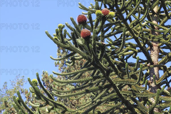 Monkey tail tree (Araucaria) close-up, North Rhine-Westphalia, Germany, Europe