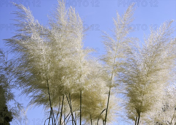 Cortaderias (Cortaderia), in the blue sky, North Rhine-Westphalia, Germany, Europe