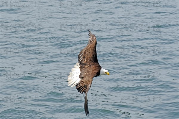 Bald eagle flying over the sea, British Columbia, Canada, North America