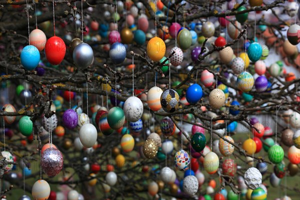 Many colourful Easter eggs on a tree, Easter custom (date unknown)