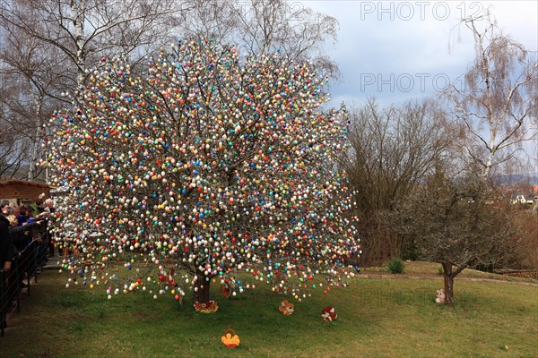 Many colourful Easter eggs on a tree, Easter custom, The Saalfeld Easter egg tree, an apple tree of the Kraft and Rumrich families in Saalfeld, Thuringia, which became famous for its Easter decorations. Until 2015, it stood in the Kraft family's garden on the southern outskirts of the town, Saalfeld, Thuringia, Germany (date of photograph unknown)