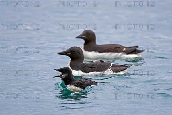 Thick-billed murre, Bruennich's guillemot (Uria lomvia) parents swimming with chick in sea water of Hinlopen Strait in summer, Svalbard, Spitsbergen