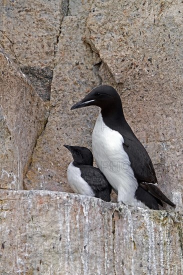 Thick-billed murre, Bruennich's guillemot (Uria lomvia) parent with chick on rock ledge in cliff, Alkefjellet, Hinlopen Strait, Svalbard, Spitsbergen