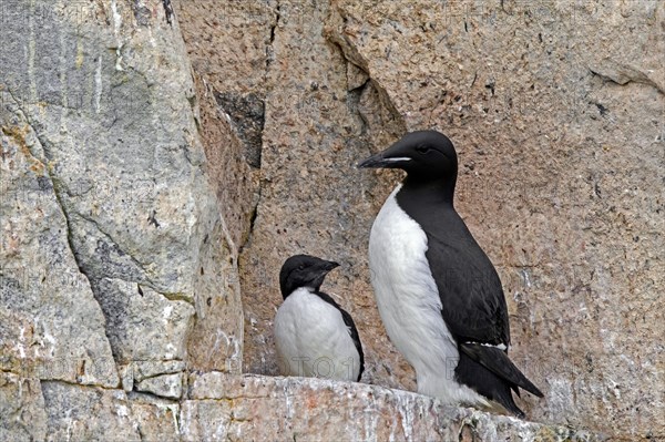 Thick-billed murre, Bruennich's guillemot (Uria lomvia) parent with chick on rock ledge in cliff, Alkefjellet, Hinlopen Strait, Svalbard, Spitsbergen