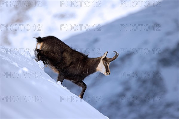 Alpine chamois (Rupicapra rupicapra) solitary male in dark winter coat descending mountain slope in the snow in the European Alps