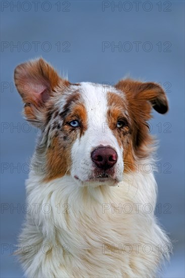 Australian Shepherd, Aussie, breed of herding dog from the United States, close-up portrait