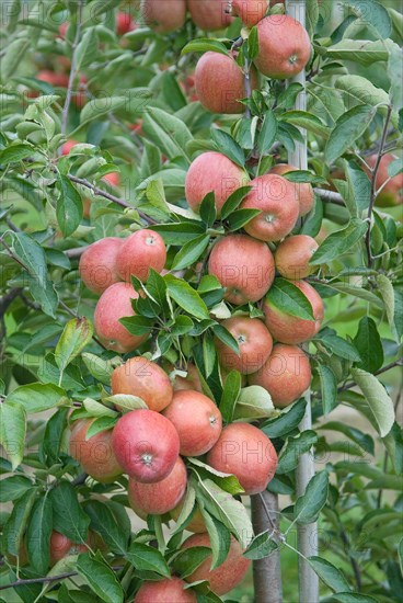 Malus domestica 'Braeburn', Schneider, Wurzen, 81