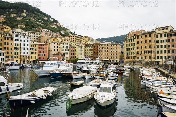 Village with colourful houses and harbour by the sea, Camogli, Province of Genoa, Riveria di Levante, Liguria, Italy, Europe