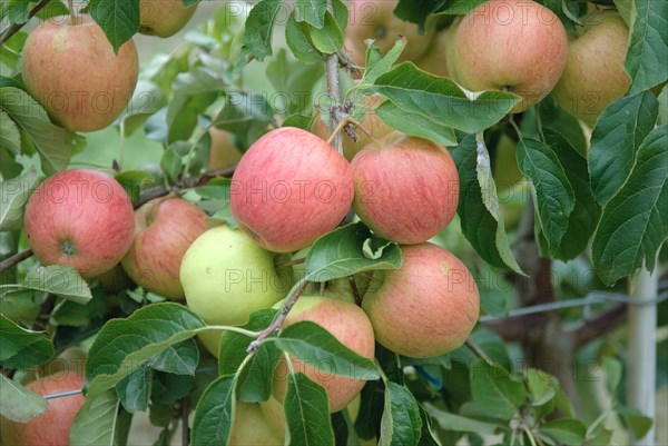 Apple (Malus domestica 'Pinova'), Bundessorteamt, testing centre Wurzen, Wurzen, 81