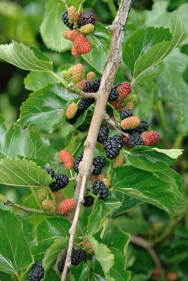 Black mulberry (Morus nigra 'Black Tabor'), Bundessorteamt, Pruefstelle Marquardt, Marquardt, 81