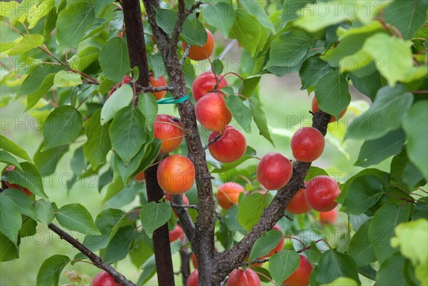 Apricots (Prunus armeniaca 'Big Red'), BS Schreiber, Poysdorf, 14