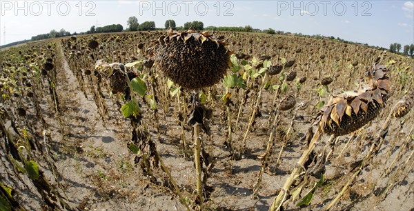 Dried sunflowers in a field in Schoenwald in Brandenburg, 16/08/2018