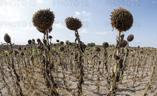 Dried sunflowers in a field in Schoenwald in Brandenburg, 16/08/2018