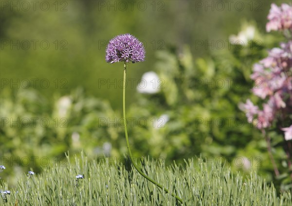 (Allium), inflorescence, North Rhine-Westphalia, Germany, Europe