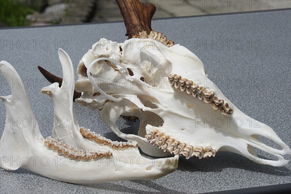 European roe deer (Capreolus capreolus) finished skull with upper and lower jaw of a six-year-old roebuck, Lower Austria, Austria, Europe