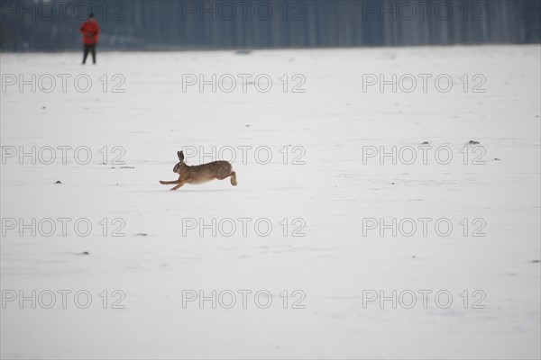 European hare (Lepus europaeus) running in front of a hunter across a snow-covered meadow, Allgaeu, Bavaria, Germany, Europe